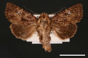 Feliniopsis hyposcota pygmaea[00002179]