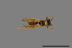 Polistes shirakii[shirakii][00072753]