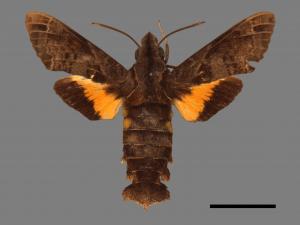 Macroglossum fritzei[佛瑞茲長喙天蛾][00016595]