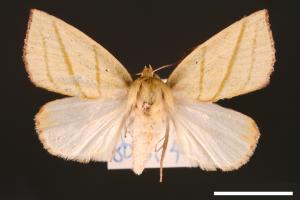 Hylophilodes esakii[00004460]