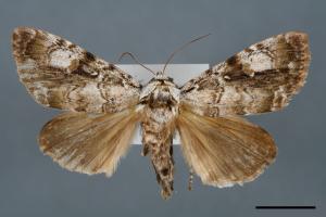 Anacronicta nitida[明后夜蛾][00000095]