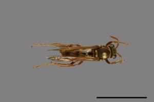 Polistes shirakii[shirakii][00072773]