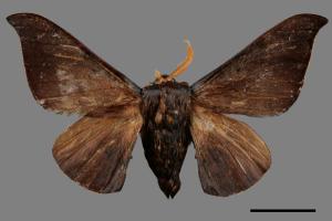 Mustilia fusca[赭蠶蛾][00052970]