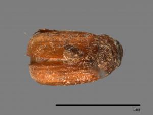 <已分類>Family：Scarabaeidae[金龜子科][00054108]