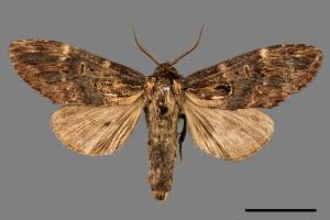 Semidonta kosemponica[00030294]