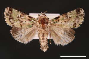 Yula muscosa[00001887]