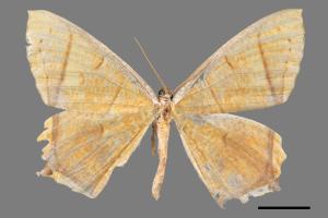 Thinopteryx crocoptera assamensis[黃蝶尺蛾][00019620]