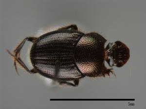 Onthophagus hsui[00043309]