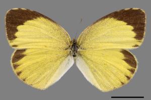 Eurema brigitta bhainana[星黃蝶][00013971]