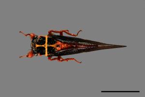Scieroptera formosana[紅腳黑翅蟬][00075713]