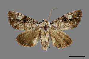 Anacronicta nitida[明后夜蛾][00000503]