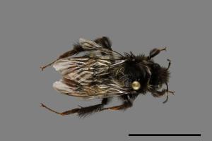 Bombus formosellus[信義熊蜂][00072315]