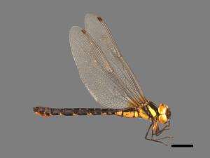 Planaeschna taiwana[陽明晏蜓][00103448]