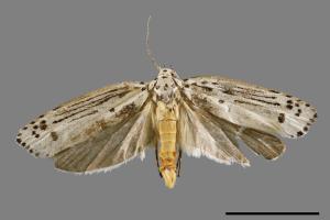 Ethmia lineatonotella[點帶織葉蛾][00061464]