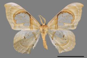 Macrauzata fenestraria insulata[台灣窗翅鉤蛾][00020041]