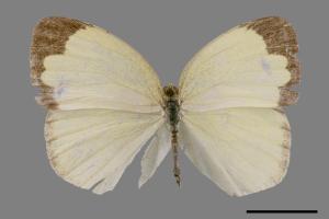 Eurema alitha esakii[江崎黃蝶][00014389]