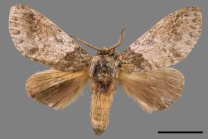 Pseudofentonia diluta variegata[迴舟蛾][00054590]