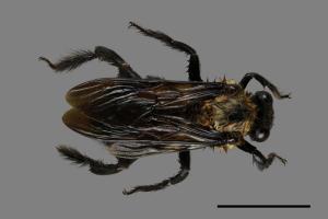 Xylocopa tranquebarorum[銅翼眥木蜂][00070917]