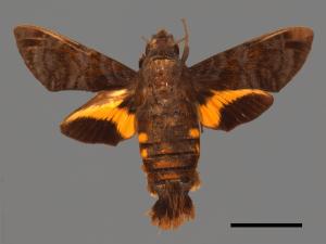 Macroglossum neotroglodytus[灰紋長喙天蛾][00016608]