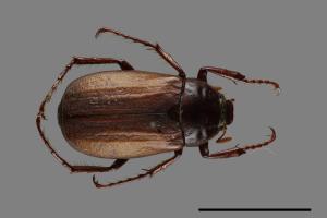 Bunbunius opacipennis[缺光褐金龜][00048615]