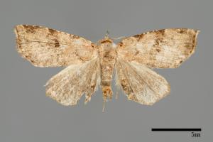 Chusaris nigromaculata[00008135]