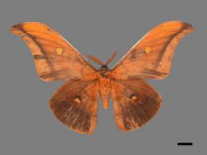 Antheraea formosana[紅目天蠶蛾][00016030]