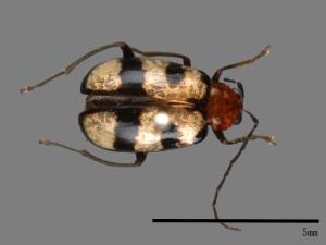 <已分類>Family：Chrysomelidae[金花蟲科][00082852]