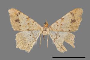 Macaria abydata[雙前斑尾尺蛾][00019447]