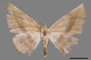 Sarcinodes yayeyamanus[一線沙尺蛾][00047152]