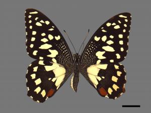 Papilio demoleus[無尾鳳蝶][00013744]