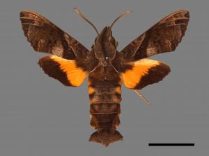 Macroglossum fritzei[佛瑞茲長喙天蛾][00016600]