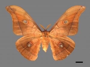 Antheraea pernyi[姬透目天蠶蛾][00016228]