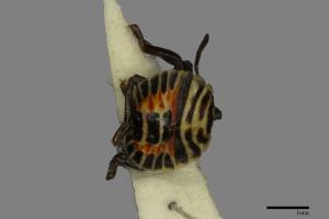 <已分類>Family：Pentatomidae[椿象科][00094351]