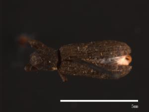 Dicraeosis carinatus[00080460]
