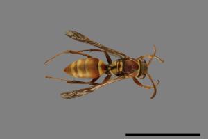 Polistes shirakii[shirakii][00072698]