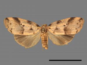 Eugoa bipunctata[雙點良苔蛾][00031690]
