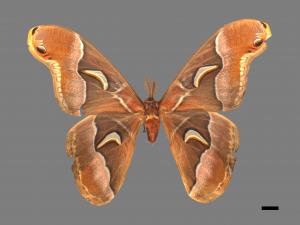 Samia watsoni formosana[大眉紋天蠶蛾][00016421]