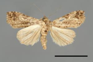 Pseudogyrtona ochreopuncta[00008132]