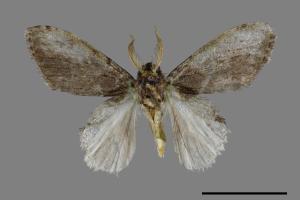 Liparopsis postalbida[中灰舟蛾][00055174]