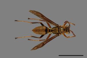 Polistes formosanus[00101590]