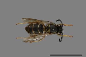 Vespula flaviceps[細黃胡蜂][00073066]