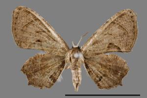 Phazaca kosemponicola[甲仙圓翅雙尾蛾][00012510]
