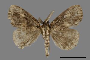 Ilema kosemponica[甲仙毒蛾][00026865]