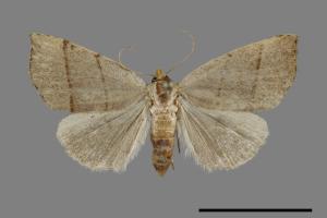 Plecoptera sidierogramma[00099737]