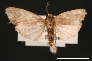 Spodoptera exigua[甜菜夜蛾][00002757]