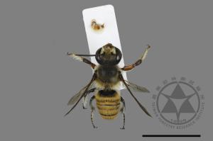 Megachile bicolor kagiana kagiana[雙色切葉蜂嘉義亞種][00197970]