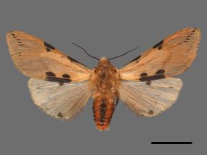 Spilarctia clava[棍棒污燈蛾][00020307]