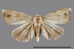 <已分類>Genus：Pseudogyrtona[00008112]