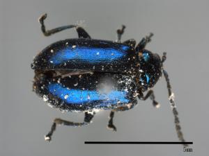 <已分類>Family：Chrysomelidae[金花蟲科][00088799]