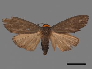 Paraona staudingeri[烏閃苔蛾][00044993]